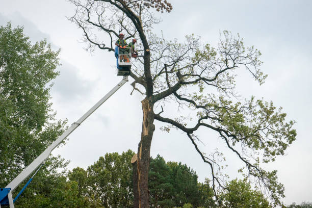 Reliable Fairfax, IA Tree Care  Solutions