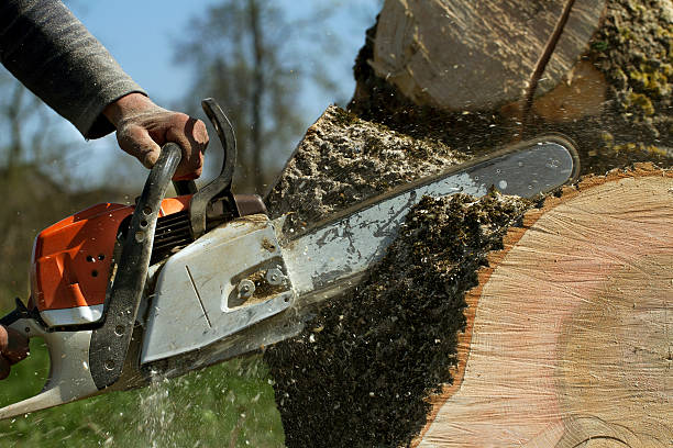 How Our Tree Care Process Works  in  Fairfax, IA